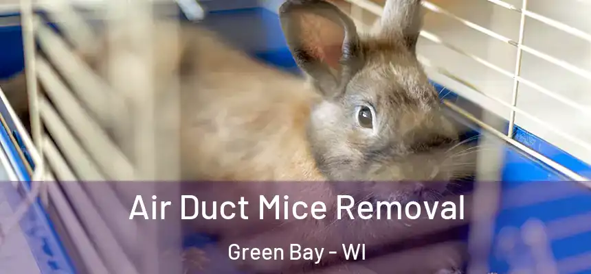  Air Duct Mice Removal Green Bay - WI